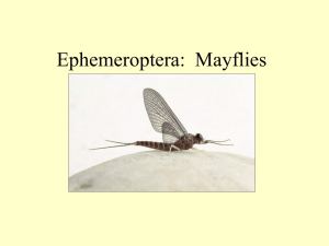 Ephemeroptera: Mayflies