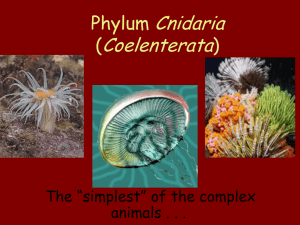 Phylum Cnidaria: Characteristics, Body Plans & Reproduction