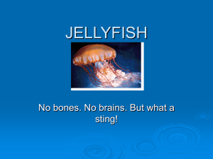 Jellyfish Facts: Characteristics, Habitat, and More