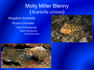 Molly Miller Blenny (Scartella cristata)