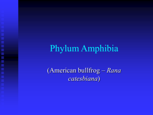 Class Amphibia