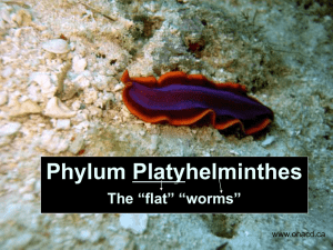 Phylum Platyhelminthes: Flatworm Characteristics & Classes