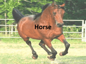 Horse - Online Veterinary Anatomy Museum