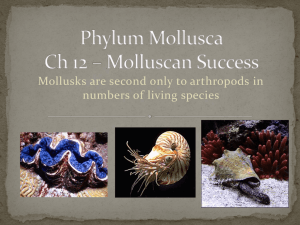 Phylum Mollusca: Characteristics and Classes