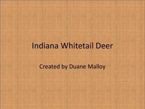 Indiana Whitetail Deer