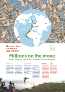 East Atlantic Flyway handout