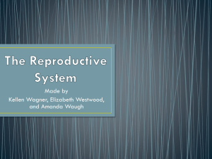 Endocrine Gonads Wagner Westwood Waugh