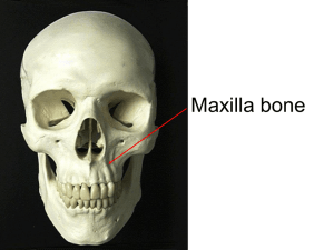 Maxilla