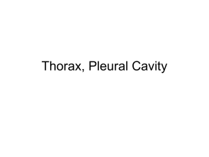 Thorax, Pleural Cavity