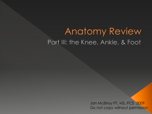 Anatomy & Kinesiology