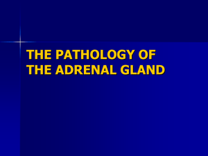 adrenal-14