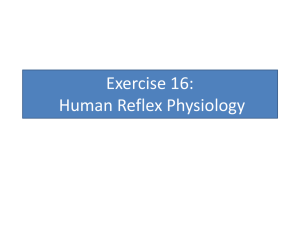 Exercise 16 Human Reflex Physiology