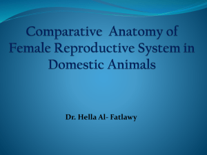 Female Reproductive Anatomy in Domestic Animals