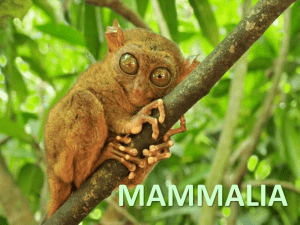 B11Mammals - Science at NESS