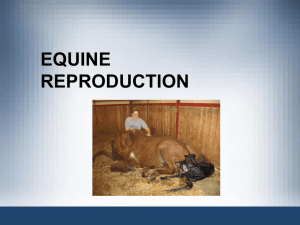 Breeding Horses