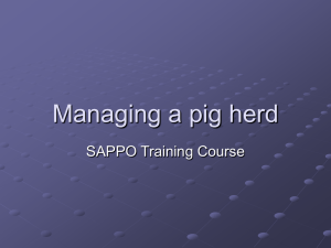 Managing a pig herd