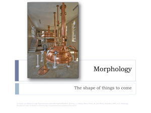 Morphology