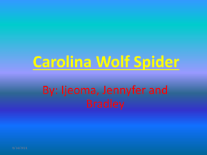 Carolina Wolf Spider