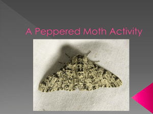 Peppered Moth Evolution: Natural Selection Activity