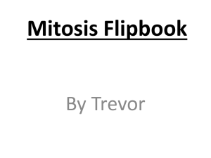Mitosis Flipbook: Cell Division Stages Explained