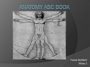 Anatomy ABC: A-Z of Human Body Terms