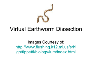 Virtual Earthworm Dissection Guide