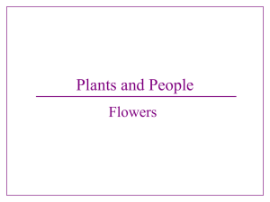 Flowers