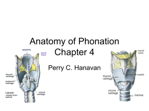 Anatomy of Phonation: Larynx, Vocal Folds, and Voice Production