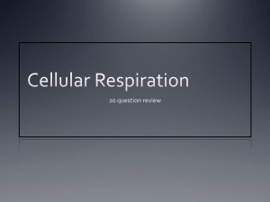Cellular Respiration Review: Questions & Answers
