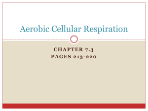 Aerobic Cellular Respiration