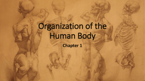 Human Body Organization: Anatomy & Physiology Overview