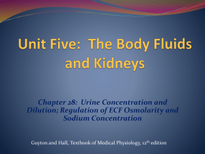 Kidneys Excrete Excess Water (cont.)