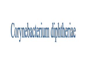 Corynebacterium diphtheriae file