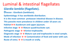 Luminal & intestinal flagellates