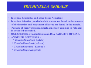 Trichinella Spiralis: Morphology, Life Cycle & Pathology