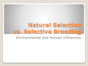 Natural Selection vs. Selective Breeding: Environmental & Human Influences