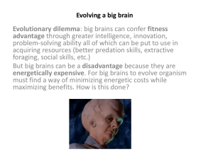 Evolving a big brain
