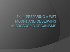 Ex. 4 Algae and Protozoans