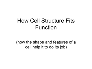 How Cell Structure Fits Function