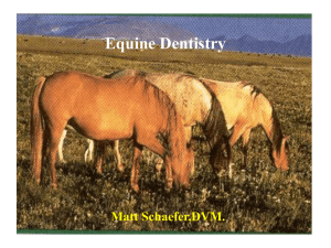 Dental Powerpoint - Dairyland Veterinary Services