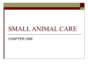 Small Animal Care: Classification & Industry Overview