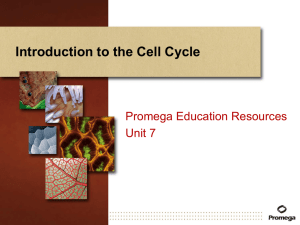 Cell Cycle: Interphase, Mitosis, & Control Mechanisms