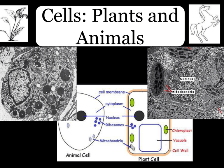 Cells Plants and Animals