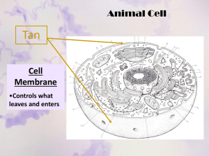 Animal Cell Diagram: Organelles & Functions