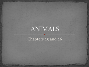 Animals