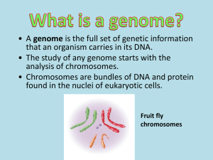 Genome Analysis: Karyotypes, DNA Fingerprinting & Cloning