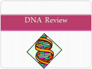 DNA Review: Structure, Replication, and Protein Synthesis