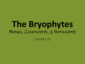Bryophytes: Mosses, Liverworts, & Hornworts Presentation