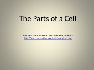 Cell Parts Worksheet: Structure and Function