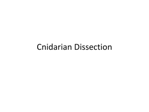Cnidarian Dissection: Moon Jellyfish & Sea Anemone Anatomy